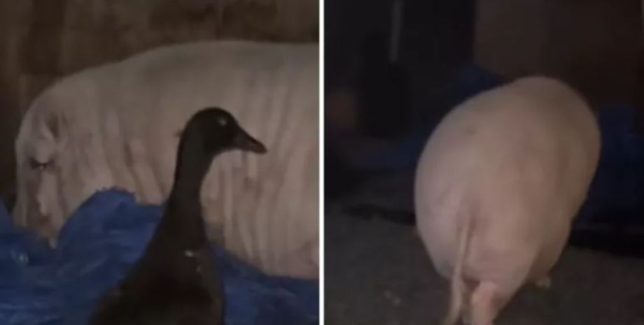 П'яна свиня здивувала господарів, тварини випила всі запаси пива, курйози, смішні історії з життя