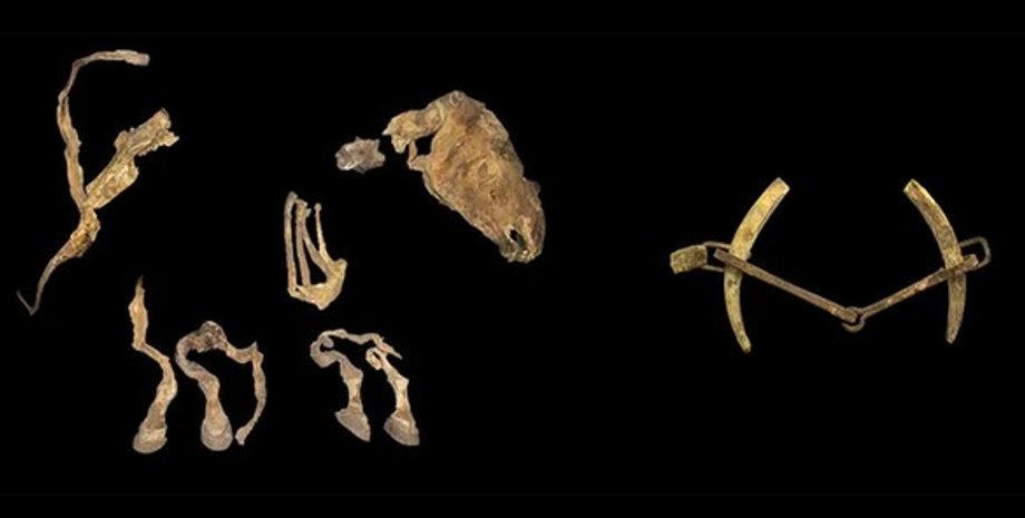 останки, лошадь, Монголия