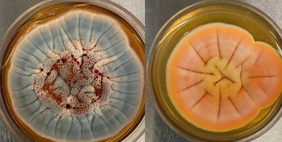 Фото: HEXAGON BIO