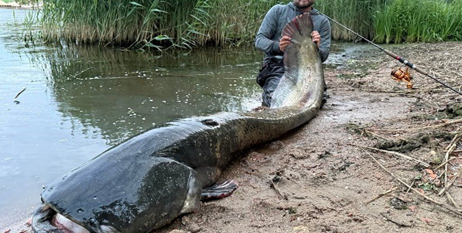 Поляк упіймав гігантського сома