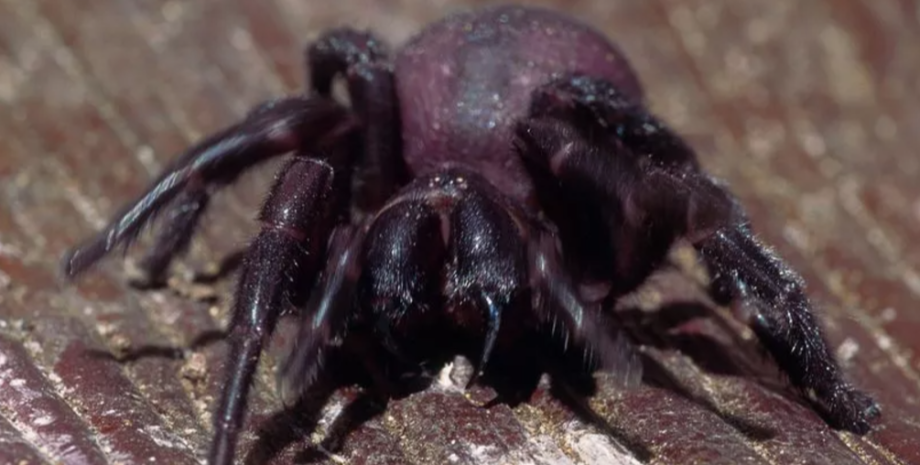 Павук Павук, Австралія, отрута, протиотрутаа