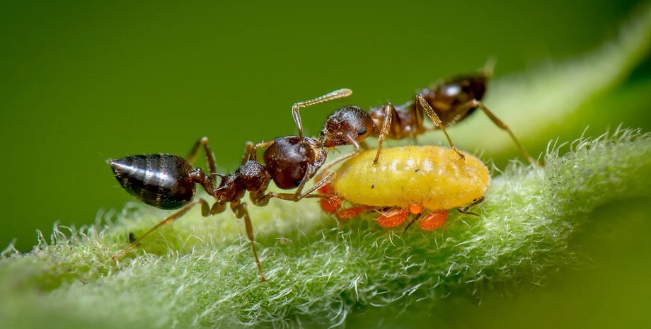 Муравей, тля, мутуализм, симбиоз