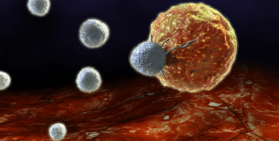 раковая клетка, рак, иммунная клетка, атака иммунной клетки