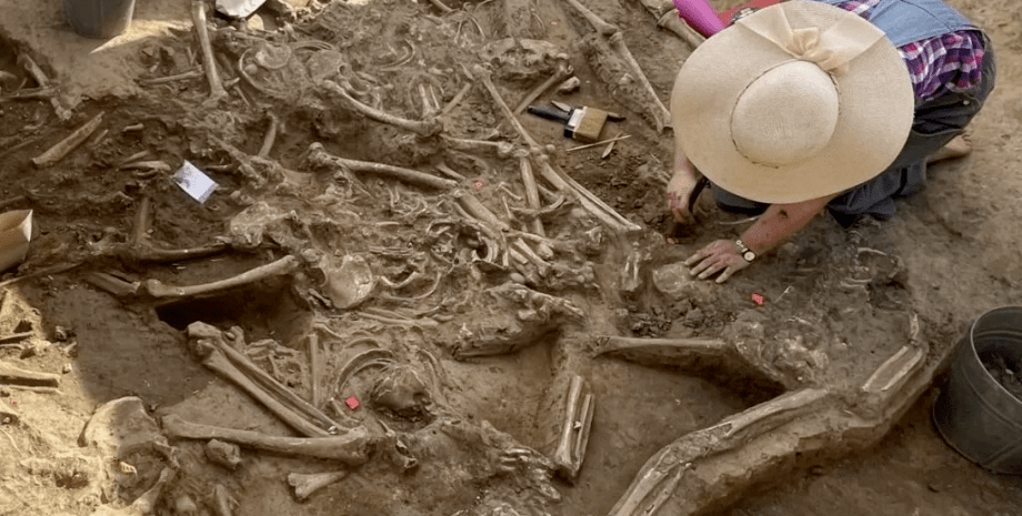 кости, раскопки, археологи, фото