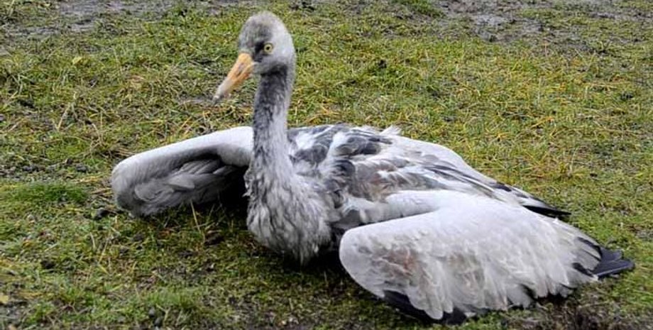 массовая гибель, журавли, краснокнижные, вымирание, мор, редкие птицы
