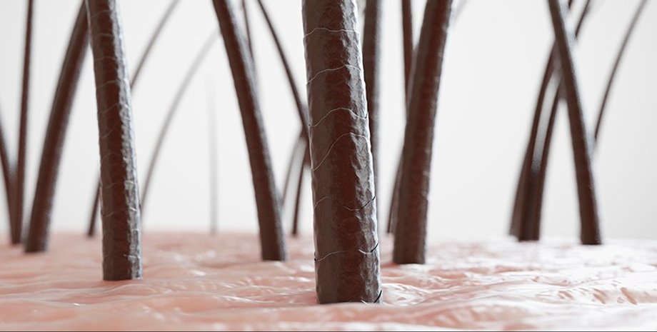 волосяной фолликул, волосы, волосы осязание