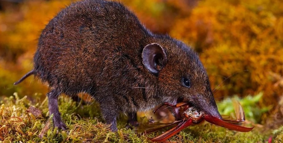 їжак, їжаки