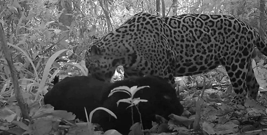 ягуари в амазонії