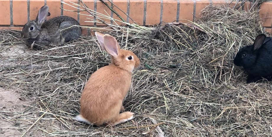 кролики, контактный зоопарк, тюрьма