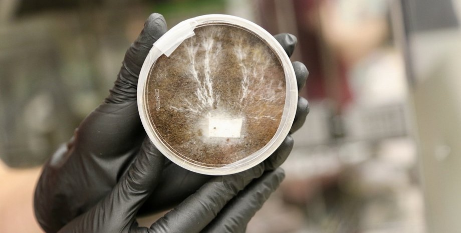 Фото: Stanford-Brown-RISD iGEM Team