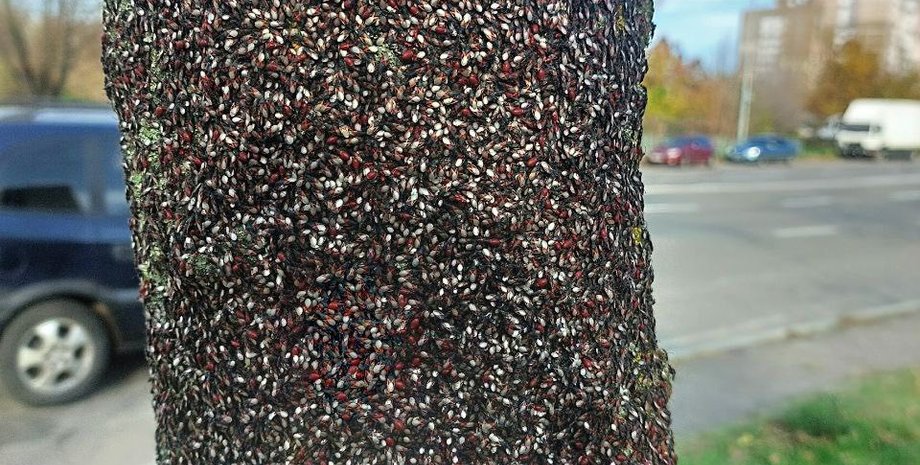 Дерево обліпили липові клопи