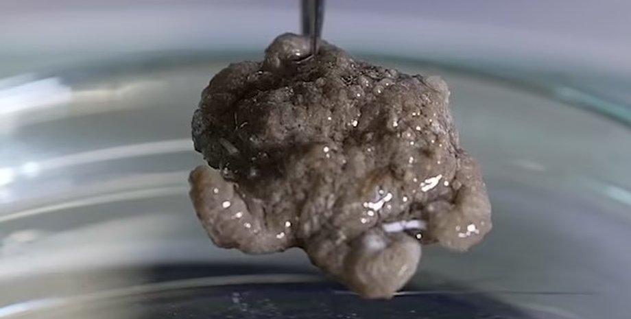 новый вид, морская капуста, сморщенная морская капуста