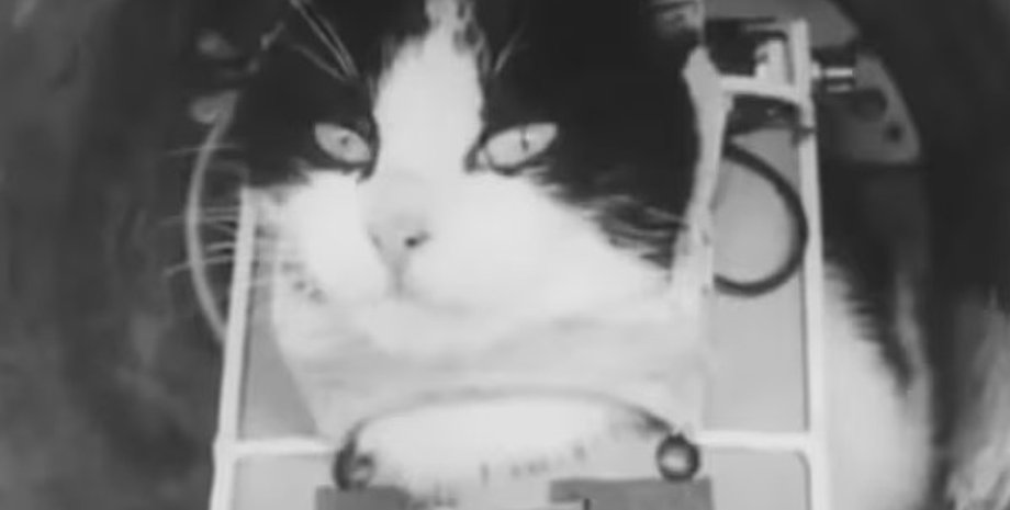 кішка, Фелісетт, космос, перша кішка в космос