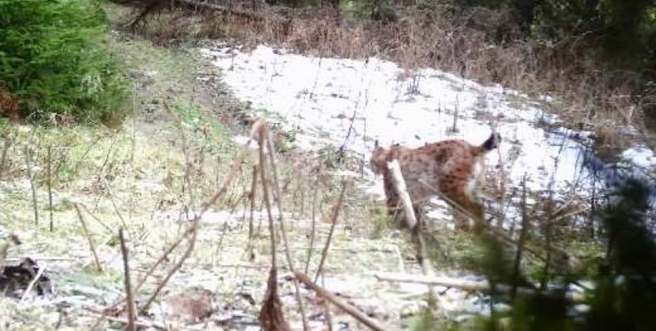 Рысь, Карпаты, ГПСУ, животное, фотоловушка, границы, уклонисты, фото