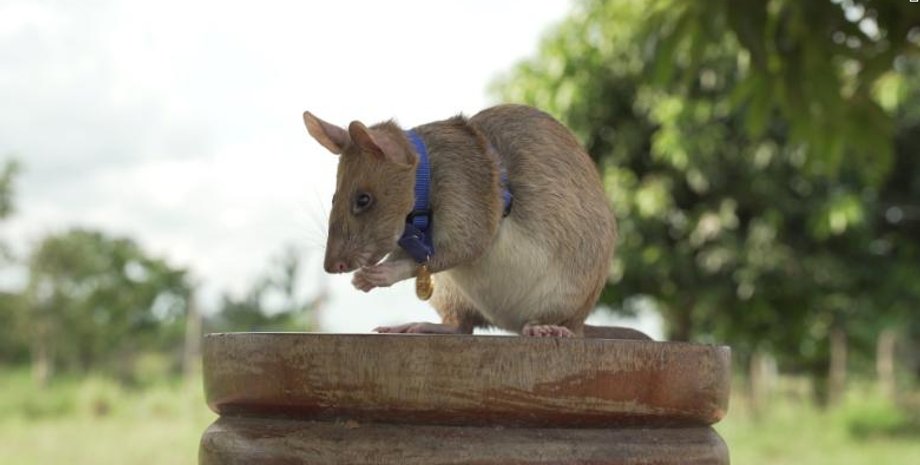 крыса-герой, мины, разминирование