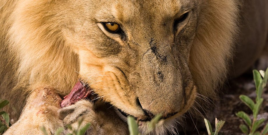 Фото: National Geographic Россия