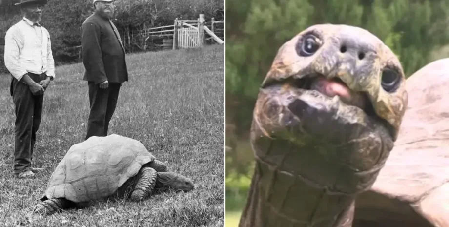 черепаха, рекорд, книга рекордов Гиннесса, остров Святой Елены, рекордсмен, возраст, события, история, достижения, гигантская черепаха, день рождения