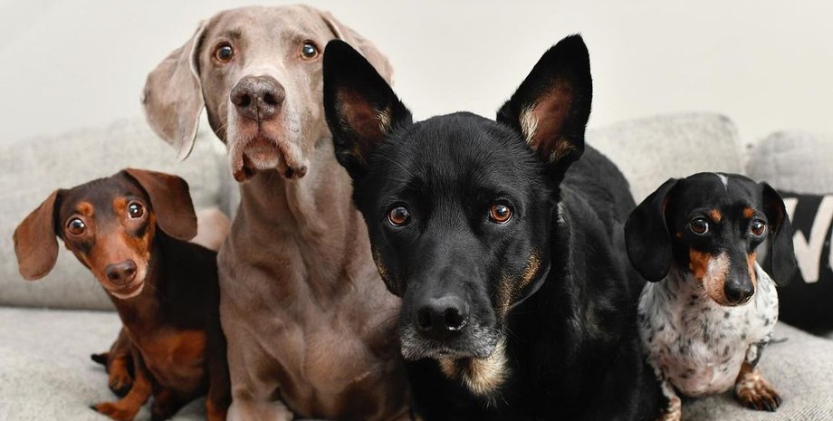 возраст собак, собаки