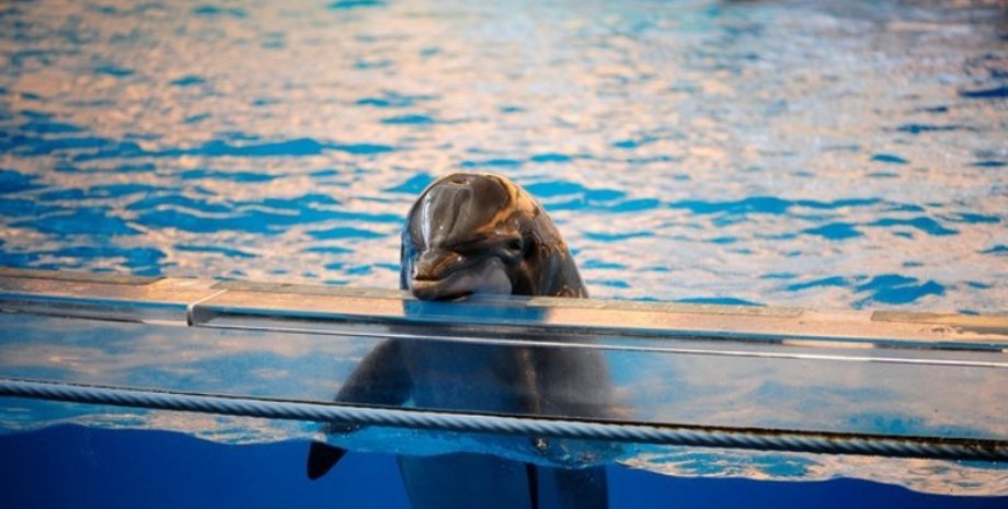 Фото из открытых источников