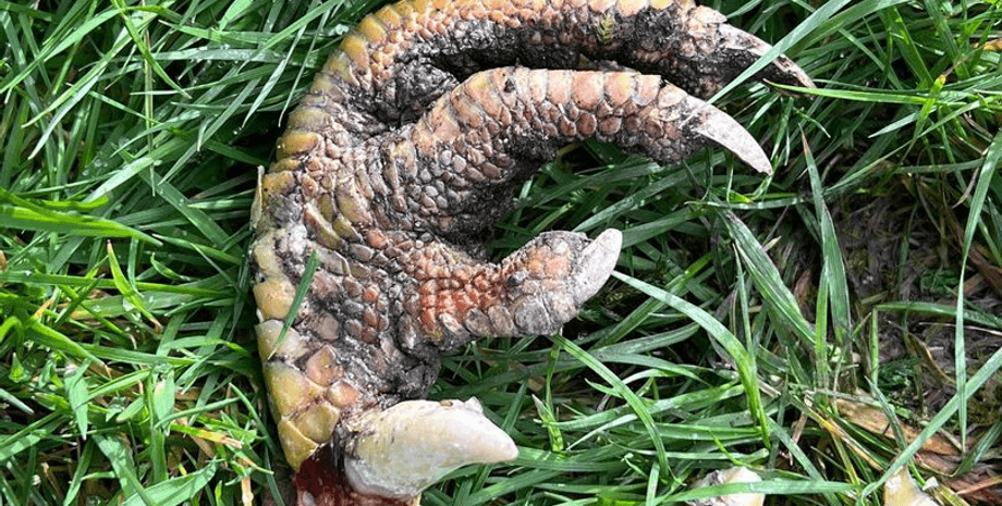 Кіготь, лапа, трава, земля, тварина