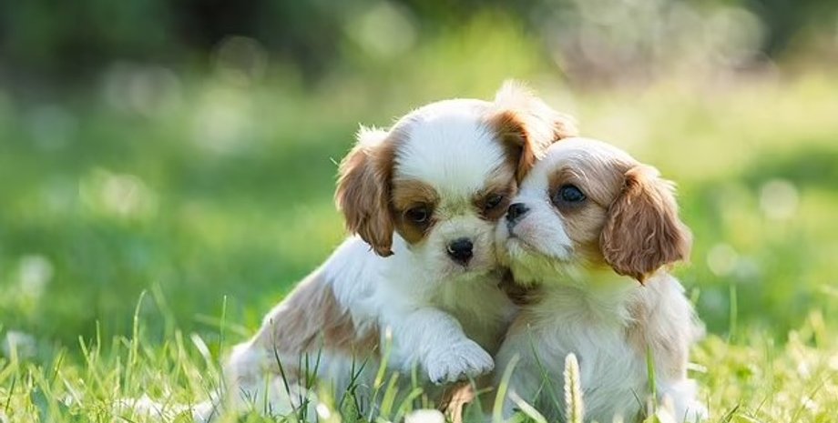 щенки, родственные связи. собаки родственные связи