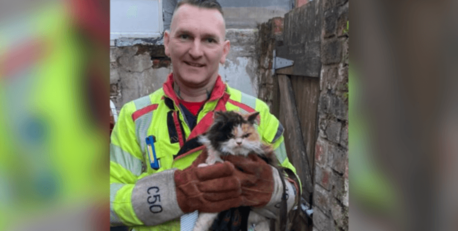 Кіт зі злою мордочкою став зіркою соціальних мереж, домашні улюбленці, коти, тварини, цікаві фото, приколи, курйози