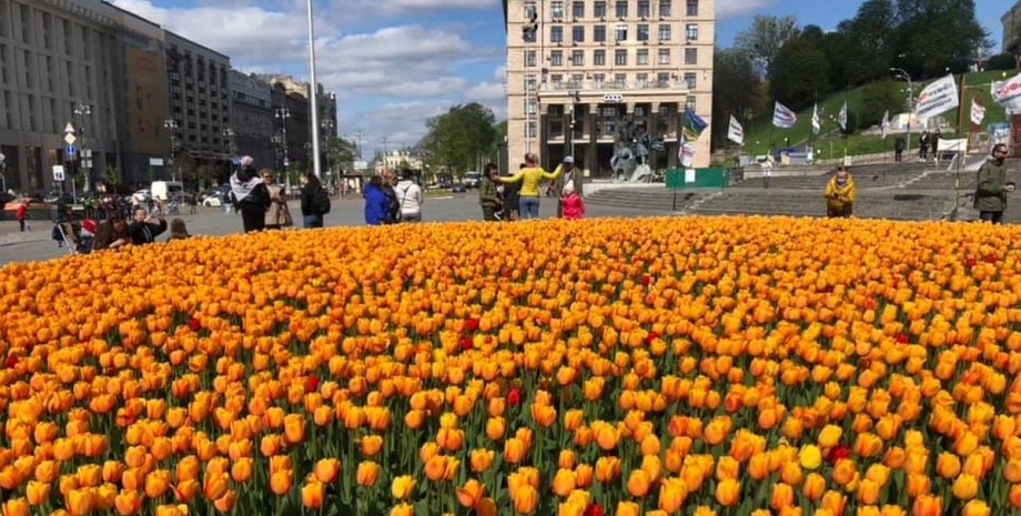 Киев, цветы, тюльпаны, Нидерланды, консульство, подарок,