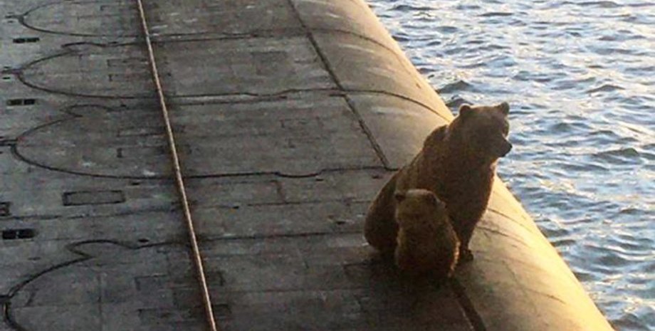 Те самые два медведя