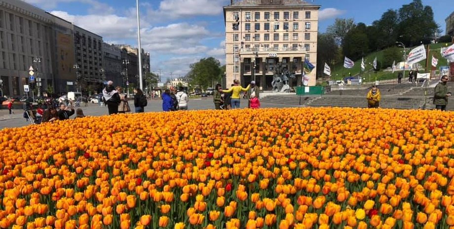 Киев, цветы, тюльпаны, Нидерланды, консульство, подарок,