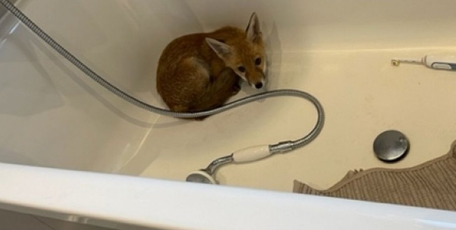 Дитинча лисиці, лисиця, тварина, лисиця в будинку, лисиця пробралася в будинок, налякане лисеня, дитинча лисиці у ванній