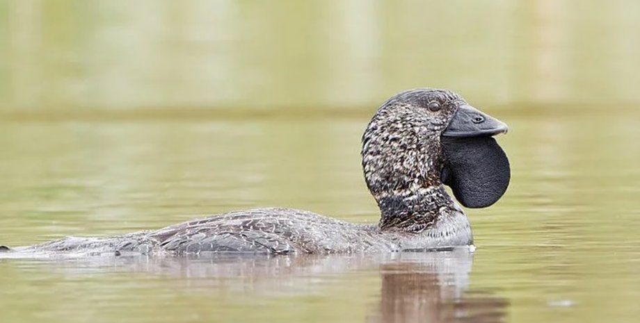 мускусная утка