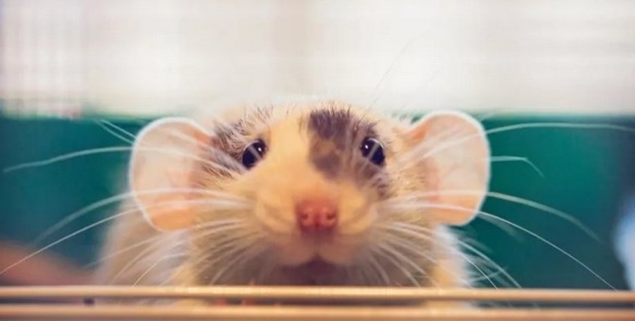 растения, пыльца, мыши, Австралия, банксия, сумчатые, опыление, нектар, грызуны, птицы, цветы, исследования, опылители, природа, ученые, открытия