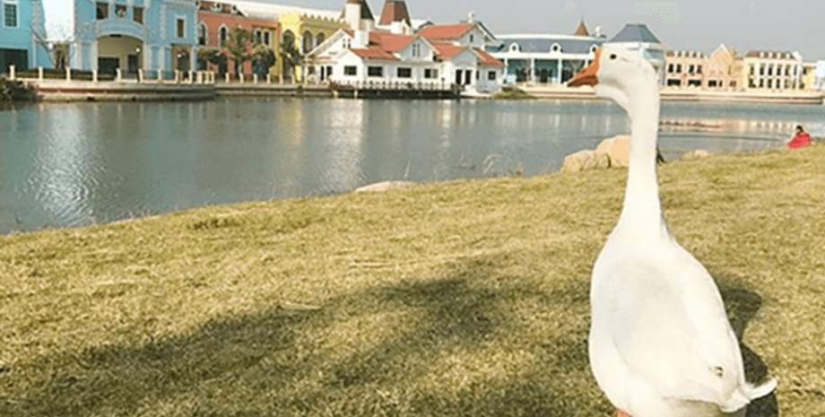 Гусь по кличке Гугу/Фото: scmp.com