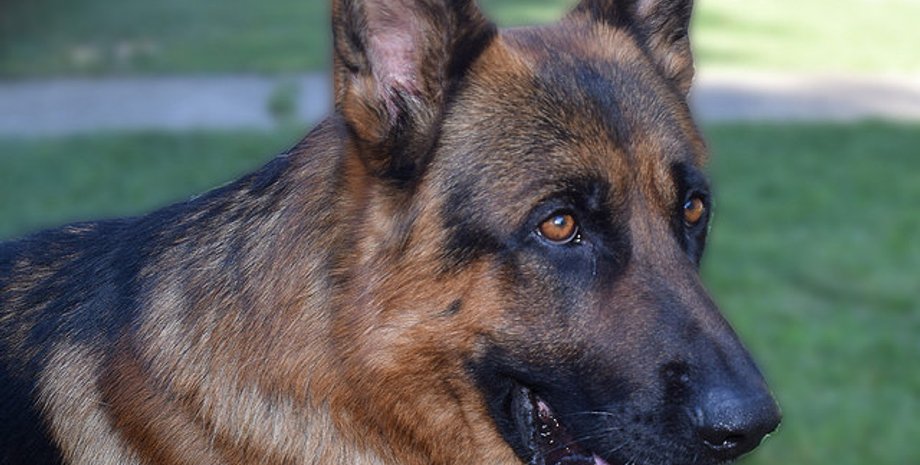 Фото: AllAboutDogs.Net/flickr.com