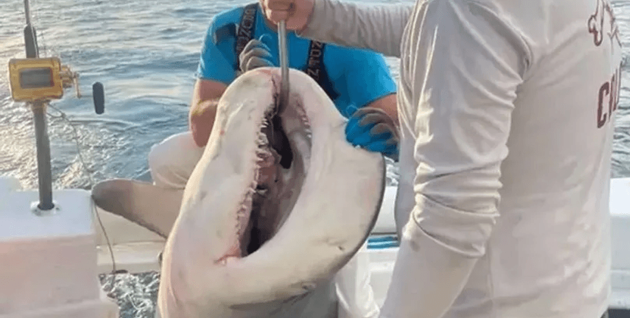 Рибалки зловили величезну акулу, тупорила акула, рибалки, улов, рекордний улов, величезна акула,