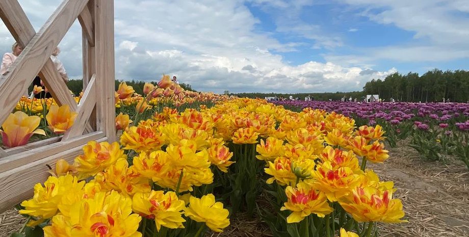прогноз погоди, погода завтра, погода в Києві, наталка діденко, тепло в Україні, де пройдуть дощі, потепління