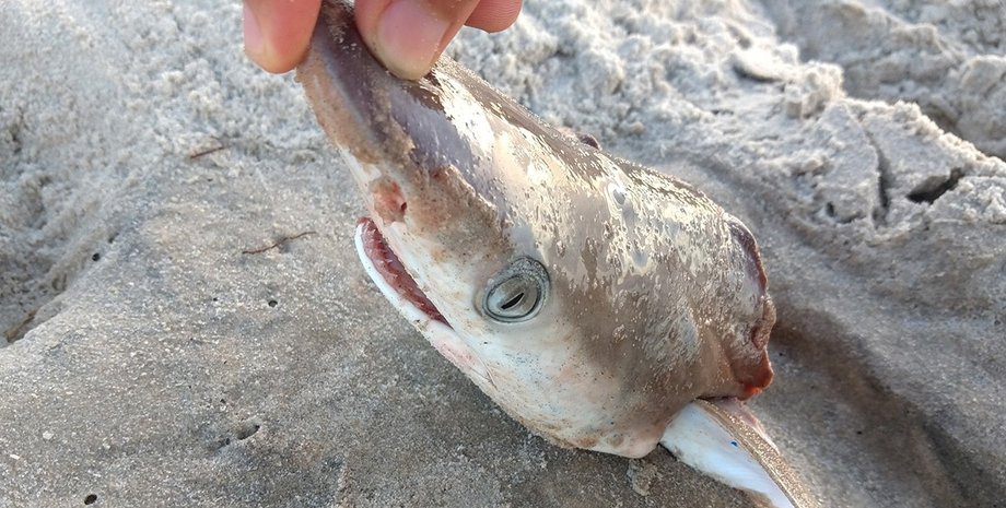 акулы, кокаиновые акулы, акулы наркотики