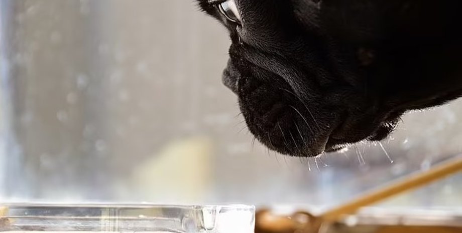 собаки, пассивное курение собаки, собаки пассивное курение