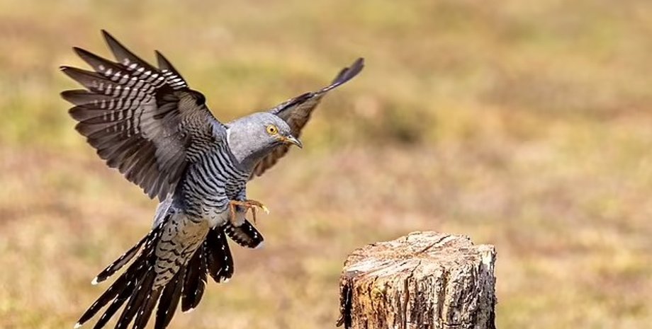 кукушки, миграция кукушек