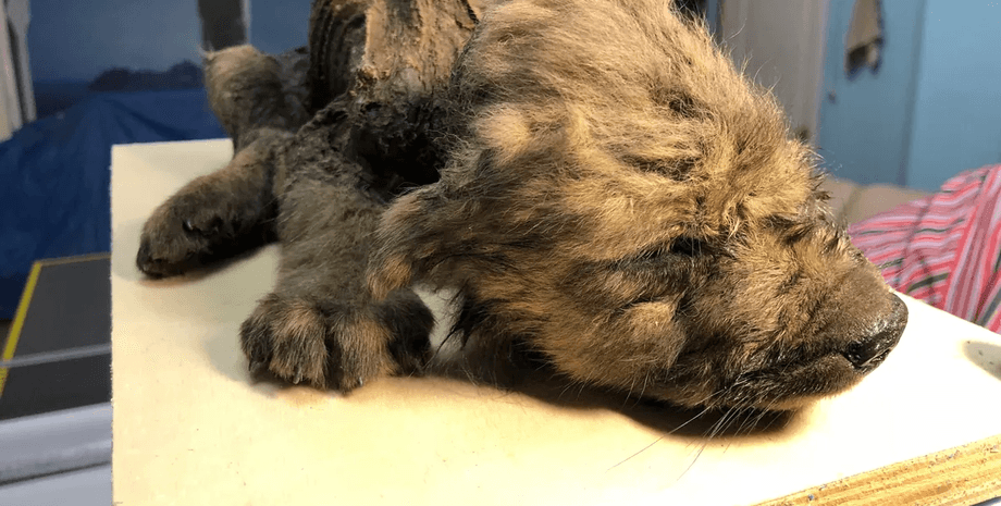 мумия, волк, стол, фото