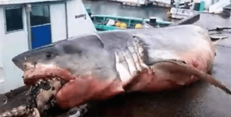 Фото: Greg Vella/Facebook