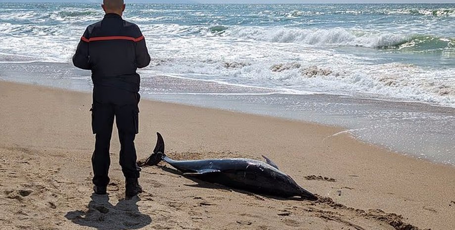 Дельфіни викидаються на берег із мутованим мозком: це загрожує мільйонам людей0