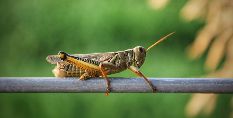 Сарана сарана в україні