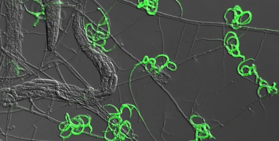 Светящиеся ловушки хищного гриба Arthrobotrys oligospora грибы, хищный гриб, хищный гриб ловушки