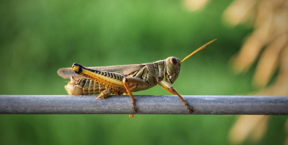 саранча в Украине