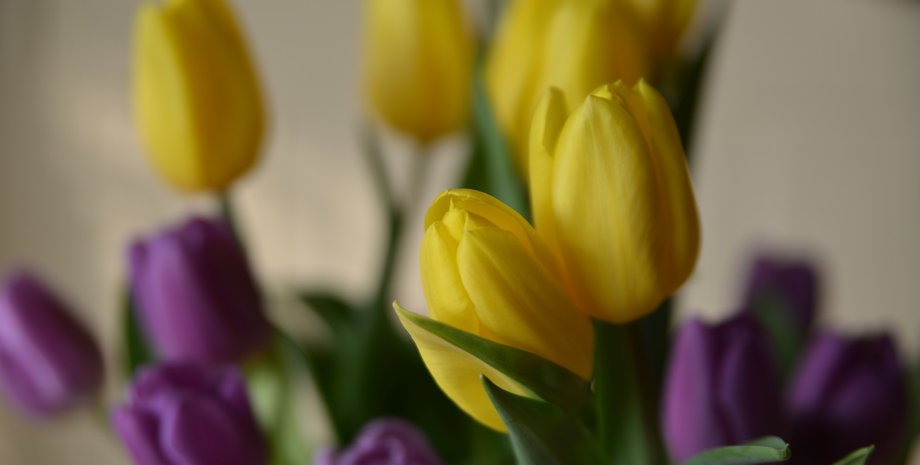 Международный женский день, 8 марта, праздник женщин, тюльпаны, празднование 8 марта