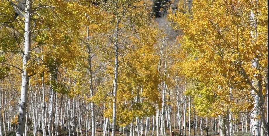 Лес Пандо. Фото: Paul C. Rogers