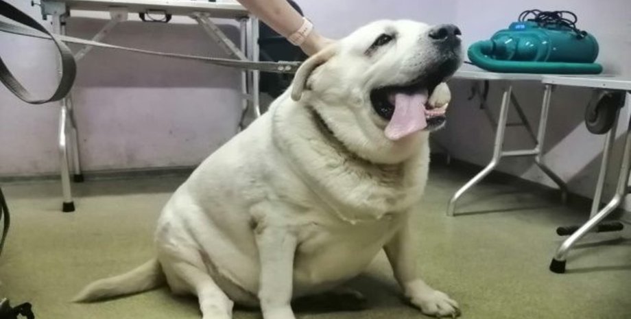 лабрадор, ожирение