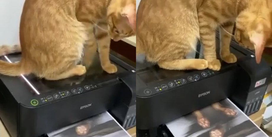 Кіт-секретар випадково відксерив себе в офісі: вийшли "достовірні документи"