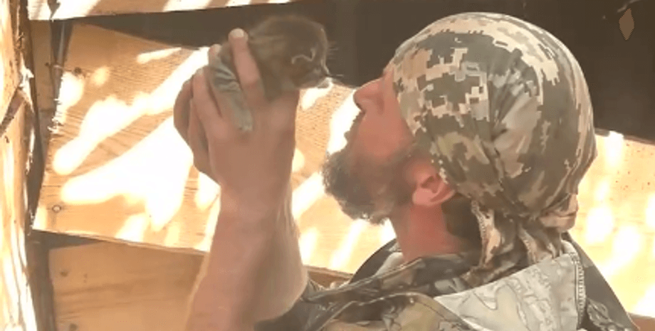 спасли кота